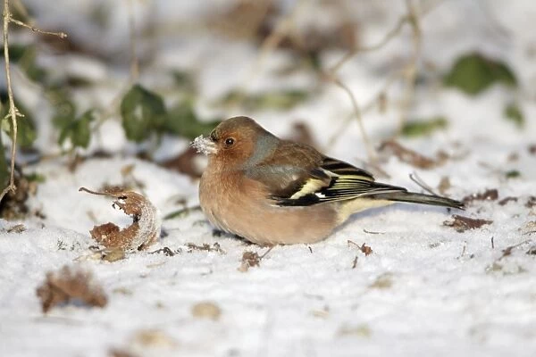 Chaffinch - male searching for food in snow covered garden - Lower Saxony - Germany