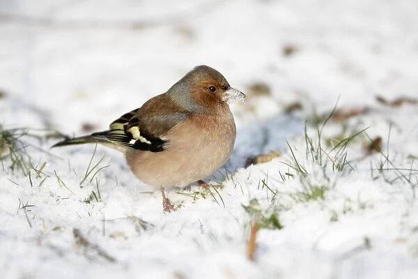 Chaffinch - male searching for food in snow covered garden - Lower Saxony - Germany