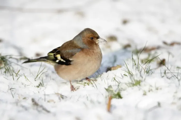 Framed Print : Chaffinch - male searching for food in snow covered garden - Lower Saxony - Germany Framed Print : Chaffinch - male searching for food in snow covered garden - Lower Saxony - Germany