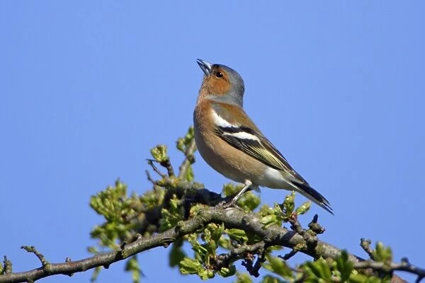 Chaffinch-male singing in spring, Northumberland UK