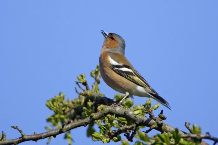 Framed Print : Chaffinch-male singing in spring, Northumberland UK