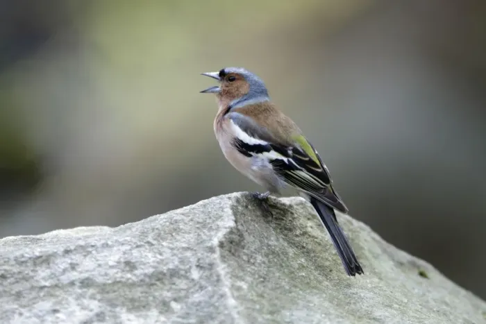 Framed Print : Chaffinch - male singing from stone - Hessen - Germany Framed Print : Chaffinch - male singing from stone - Hessen - Germany