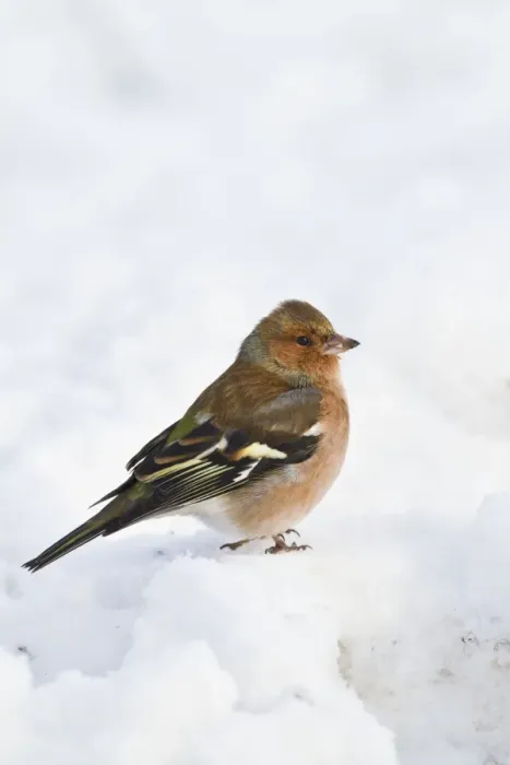 Framed Print : Chaffinch - male in snow 8747 Framed Print : Chaffinch - male in snow 8747