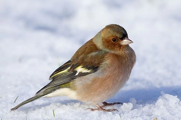 Chaffinch - male in the snow - Cornwall- UK