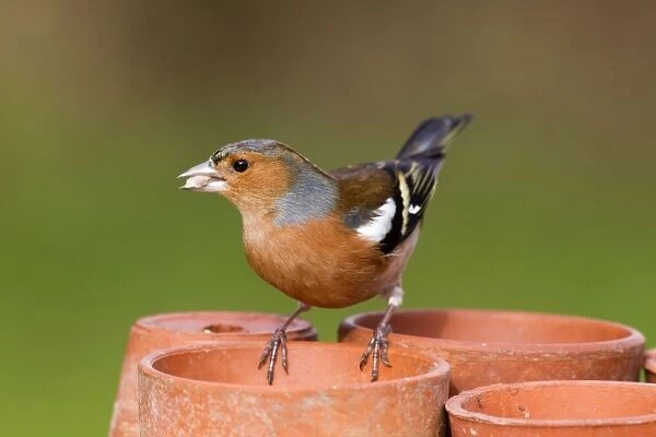 Chaffinch - male taking seeds from a plant pot