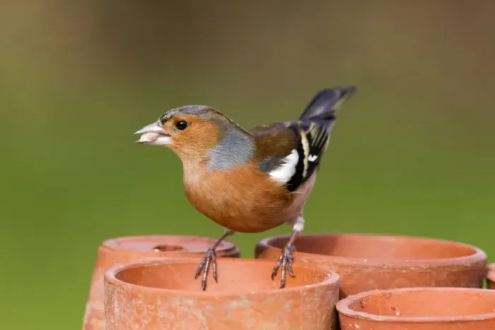 Framed Print : Chaffinch - male taking seeds from a plant pot Framed Print : Chaffinch - male taking seeds from a plant pot