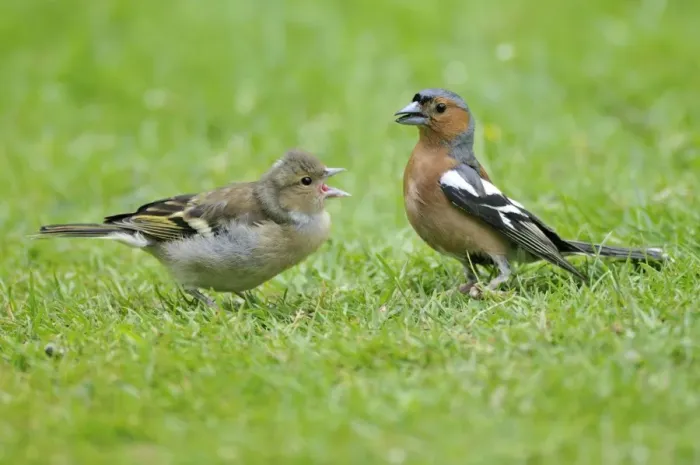 Framed Print : Chaffinch - male with young Framed Print : Chaffinch - male with young