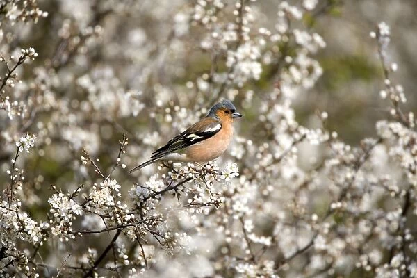 Chaffinch - Perched in blackthorn blossom spring - Norfolk UK