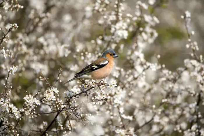 Framed Print : Chaffinch - Perched in blackthorn blossom spring - Norfolk UK Framed Print : Chaffinch - Perched in blackthorn blossom spring - Norfolk UK
