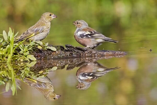 Chaffinch - at pond with Greenfinch showing reflections - Bedfordshire UK 10923