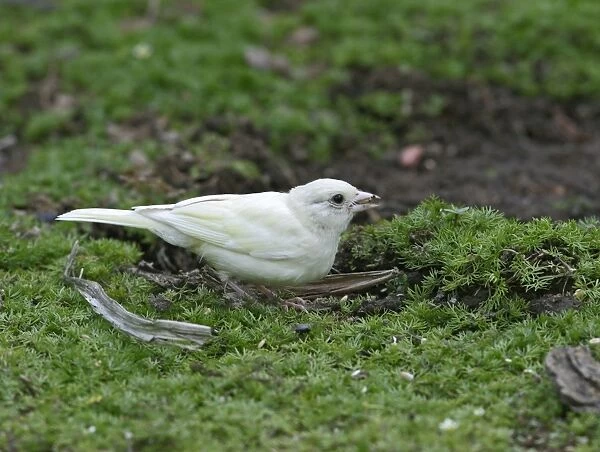 Chaffinch – youngster albino feding on ground Bedfordshire UK