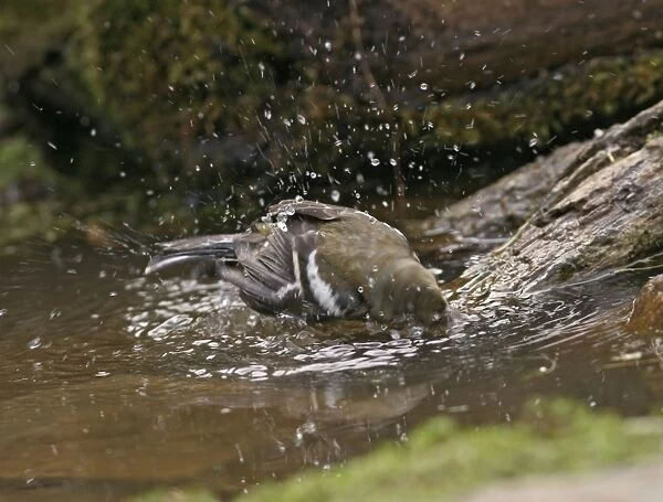 Chaffinch – youngster bathing in woodland pool Bedfordshire UK