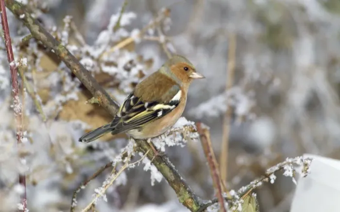 Framed Print : Chafinch. WAT-2024. CHAFFINCH - ON SNOWY BRANCH Framed Print : Chafinch. WAT-2024. CHAFFINCH - ON SNOWY BRANCH