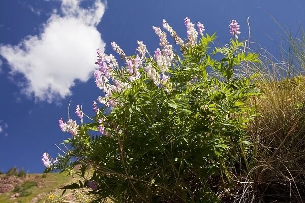 Chainpod - in flower, Rustler's Gulch, Maroon Bells-Snowmass Wilderness, near Crested Butte, The Rockies, Colorado, USA, North America