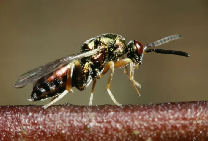 Framed Print : Chalcid Wasp Framed Print : Chalcid Wasp