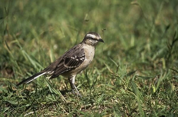 Chalk-browed Mockingbird - foraging in short grass 