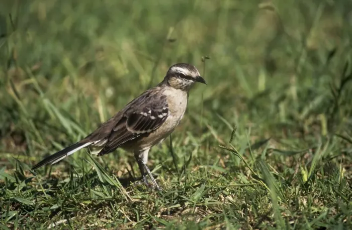 Framed Print : Chalk-browed Mockingbird - foraging in short grass