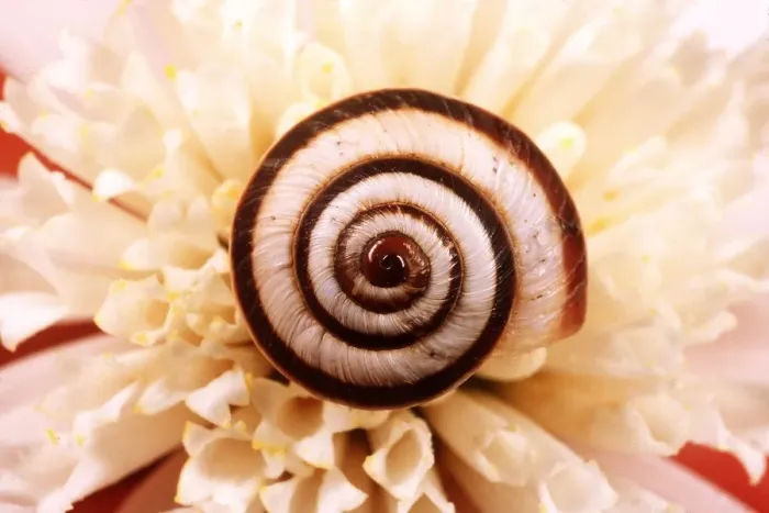 Framed Print : CHALK GRASSLAND SNAIL - On flower Framed Print : CHALK GRASSLAND SNAIL - On flower