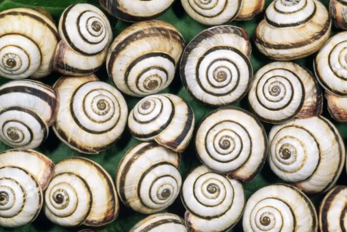 Framed Print : Chalk Grassland Snails - UK Framed Print : Chalk Grassland Snails - UK