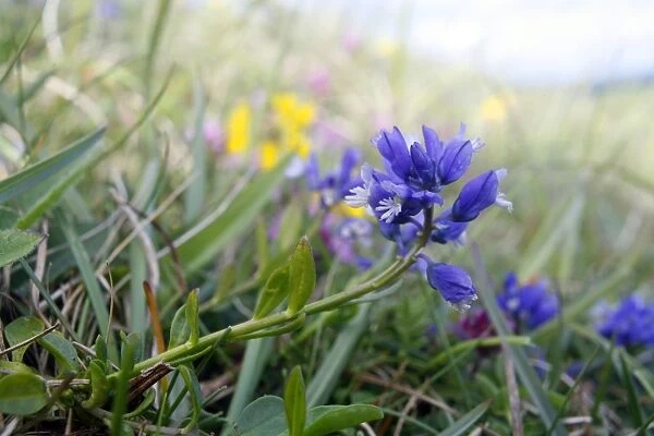 Chalk Milkwort growing on the chalk downland of the North Wessex Downs at Walker's Hill near Alton Barnes, Wiltshire, England