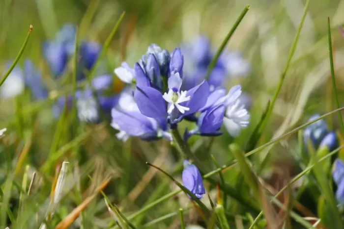 Framed Print : Chalk Milkwort growing on the chalk downland of the North Wessex Downs at Walker's Hill near Alton Barnes, Wiltshire, England