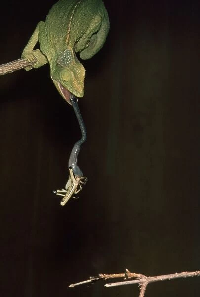 Chamaeleon shooting out its tongue to catch prey