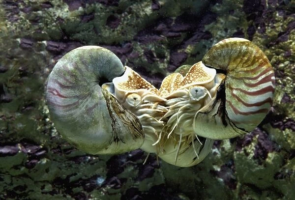 Chambered Nautilus - two