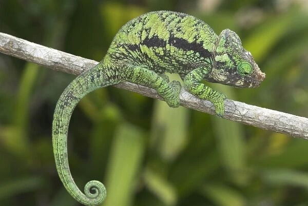 Chameleon on branch. Madagascar