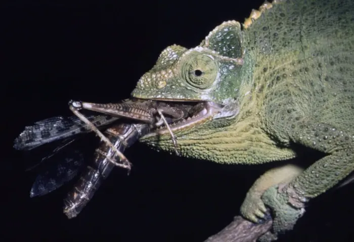Framed Print : Chameleon eating a locust Framed Print : Chameleon eating a locust