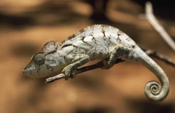 Zypeng - Targa in metallo con scritta in lingua inglese camaleonte, con scritta in lingua inglese Chameleon (lingua italiana non garantita