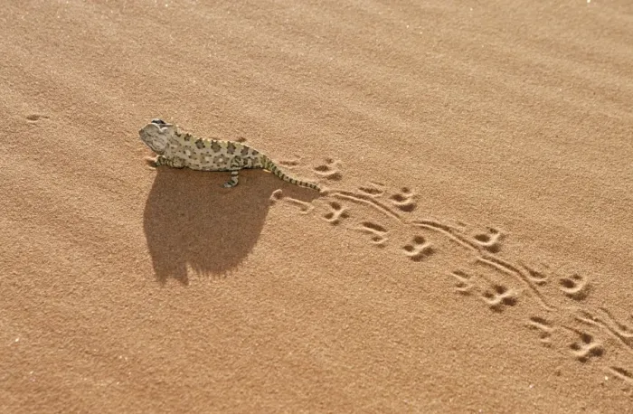 Framed Print : Chameleon - leaving trail in sand Framed Print : Chameleon - leaving trail in sand
