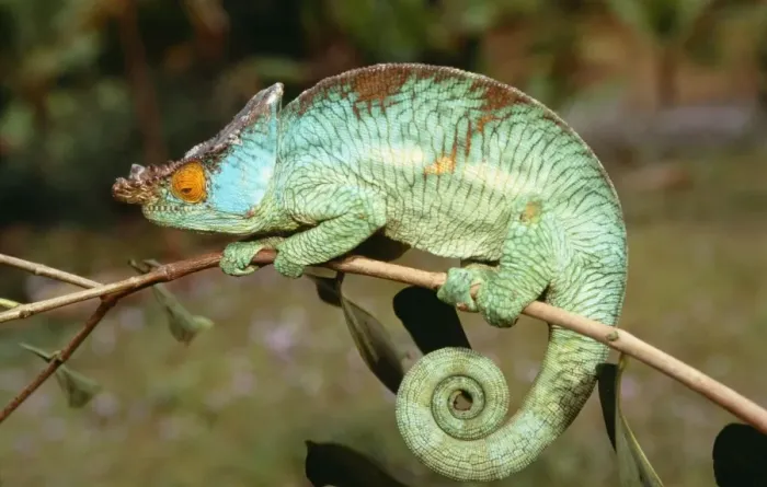 Framed Print : Chameleon Madagascar Framed Print : Chameleon Madagascar