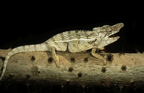 Chameleon - Madagascar