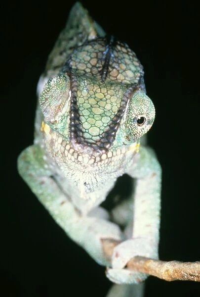 Chameleon - showing eyes swiveling
