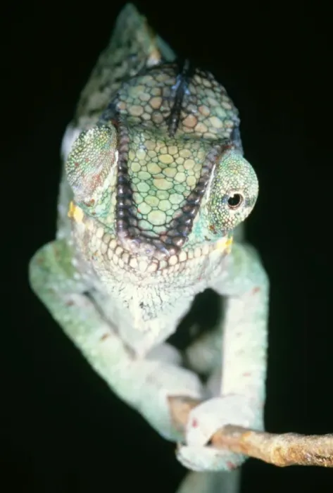 Framed Print : Chameleon - showing eyes swiveling Framed Print : Chameleon - showing eyes swiveling