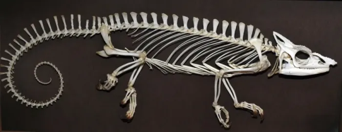 Framed Print : Chameleon - skeleton Framed Print : Chameleon - skeleton
