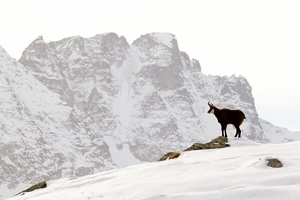 Chamois - buck on snowy mountaintop - Grand Paradise (Gran Paradiso) National Park - Italy