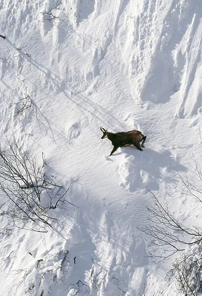 Chamois ED 674 Male in snow, winter, Swiss Alps. Rupicapra rupicapra © Eric Dragesco  /  ARDEA LONDON
