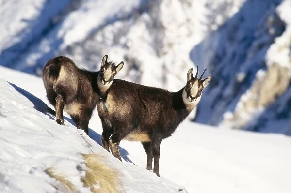 Chamois - Female and young in snow on mountainside Winter Gran Paradiso National Park, Italy