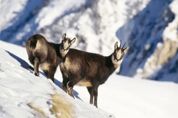 Framed Print : Chamois - Female and young in snow on mountainside Winter Gran Paradiso National Park, Italy Framed Print : Chamois - Female and young in snow on mountainside Winter Gran Paradiso National Park, Italy