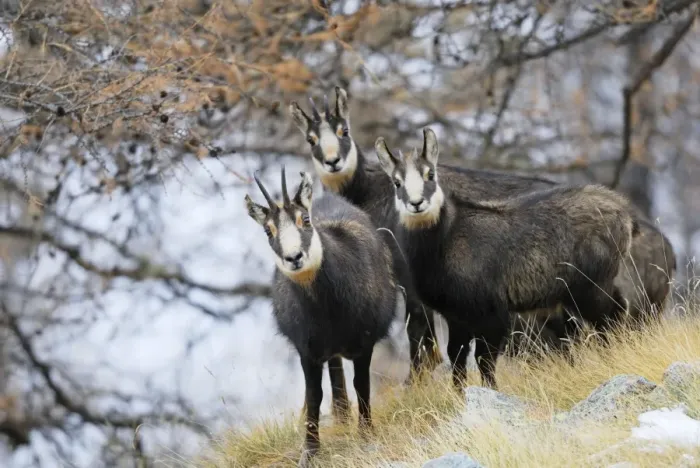 Framed Print : Chamois - group - Grand Paradise (Gran Paradiso) National Park - Italy Framed Print : Chamois - group - Grand Paradise (Gran Paradiso) National Park - Italy