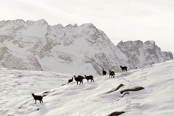 Chamois - group on snowy mountainside - Grand Paradise (Gran Paradiso) National Park - Italy