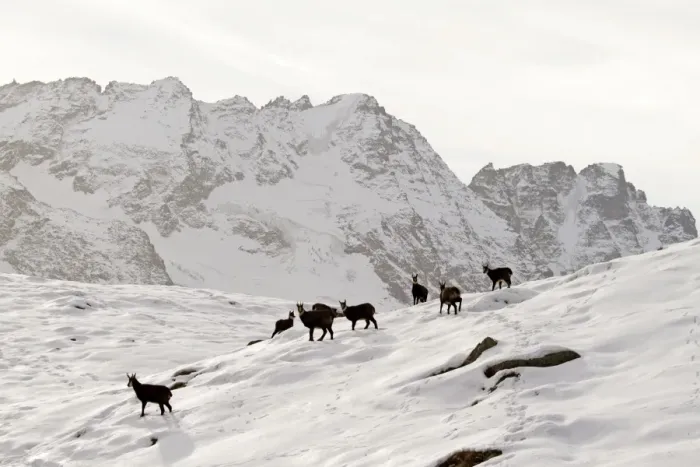 Framed Print : Chamois - group on snowy mountainside - Grand Paradise (Gran Paradiso) National Park - Italy Framed Print : Chamois - group on snowy mountainside - Grand Paradise (Gran Paradiso) National Park - Italy