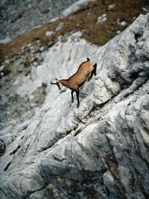 Framed Print : Chamois - male Framed Print : Chamois - male
