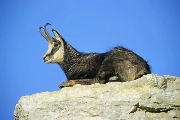 Chamois - male resting on rocky ledge, Bavarian Alps, Germany