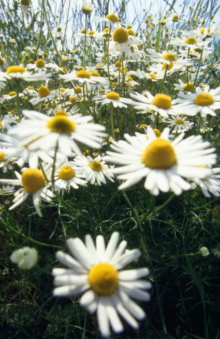 Framed Print : Chamomile - July Framed Print : Chamomile - July