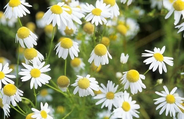 Chamomile  /  Scented Mayweed Flower