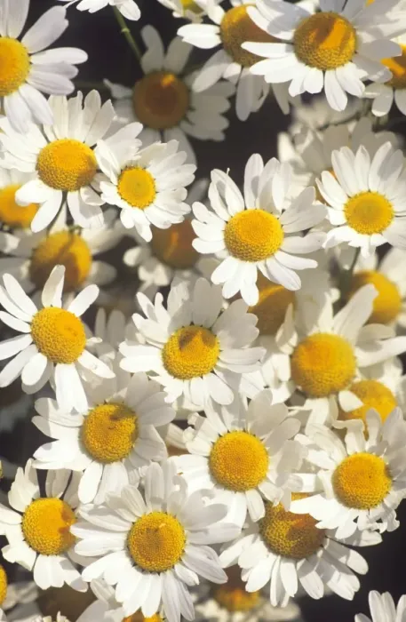Framed Print : Chamomile / Scented Mayweed Flower - wild, flowering en masse Framed Print : Chamomile / Scented Mayweed Flower - wild, flowering en masse