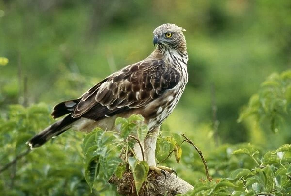 Changeable  /  Crested  /  Ceylon Hawk Eagle Sri Lanka