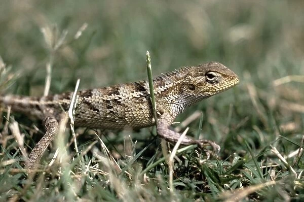 Changeable lizard - female